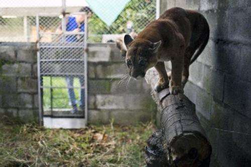 A cougar is rehabilitated at the state environmental agency Corporación Autonoma Regional del Valle del Cauca on March 17, 2015,
