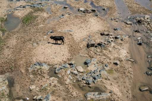 A cow roams through the dried up Mfolozi River in Ulundi on November 9, 2015 as a severe drought affects South Africa