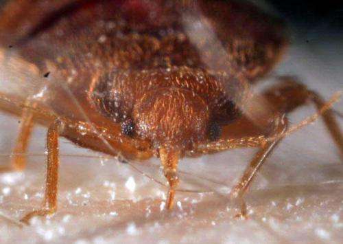 ActiveGuard mattress liners reduce bed bugs' ability to lay eggs, study finds