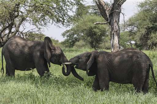 Activists: Decline of elephants in Tanzania is catastrophic
