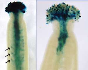 Addition of sugars plays a key developmental role in distantly related plants