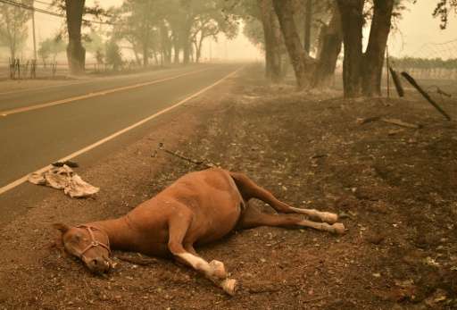 A dead horse lies on the side of a road while firefighters continue to battle the Valley fire in Middletown, California on Septe