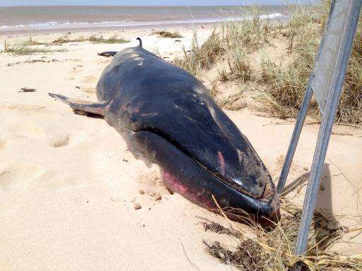 A dead Omura whale has washed up on a remote beach near the town of Exmouth, north of Perth, in the wake of Tropical Cyclone Olw