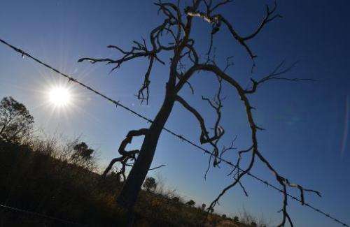 A dead tree is pictured on a farm near the Australian agricultural town of Walgett during a drought on February 11, 2015