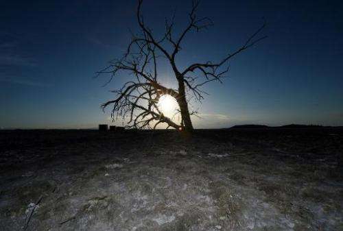 A dead tree is seen on a dried part of the shoreline near Red Hill Marina at the Salton Sea, California on March 19, 2015