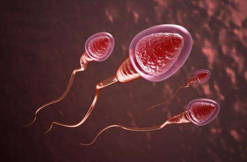 Advance in the development of the first reversible male contraceptive