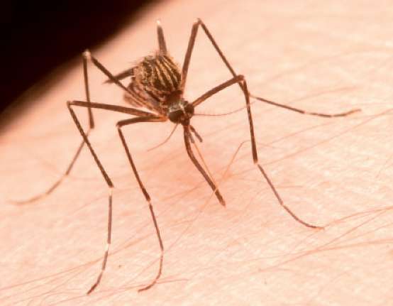 Aedes japonicus mosquitoes found in western Canada