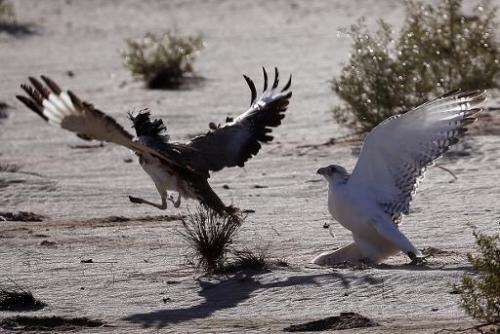 A falcon (R) tries to catch a Houbara bustard during a falconry competition, part of the 2014 International Festival of Falconry