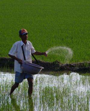 A farmer throws fertilizer on his family rice field in the southern Mekong delta province of Can Tho