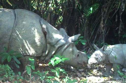 A female Javan rhino and a calve pictured roaming in Ujung Kulon National Park