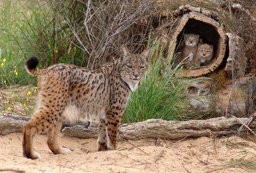 A female lynx and her cubs are seen at the captive breeding center of the Donana National Park in southern Spain
