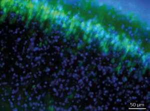 A fluorescent molecule selectively labels live neurons in the brain for the first time