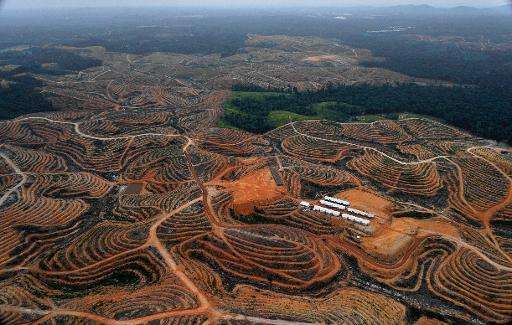 A forest is cleared on a piece of land to be developed into a palm oil plantation, on Indonesia's Borneo island, as seen in Febr