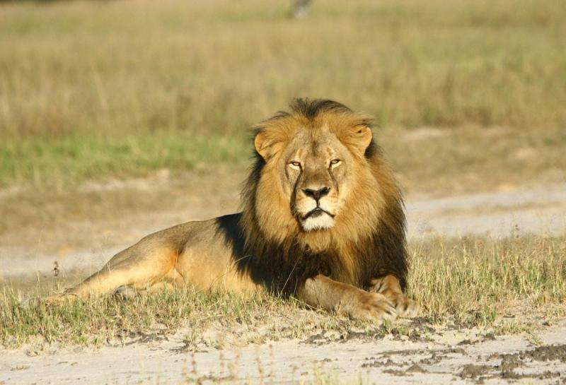 African lion survival may be dependent on corridor creation