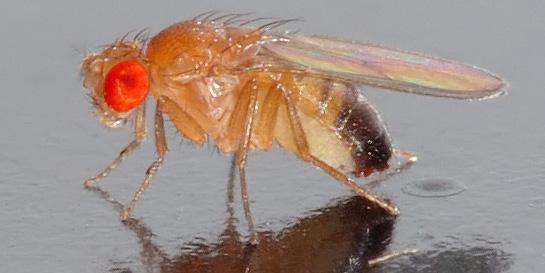African universities reap fruits of fly research