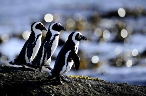 Africa's only nesting penguin has been classified as endangered likely as a result of competition for food from commercial fishe