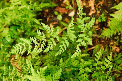 After 60 million years apart, two fern genera form hybrid in the mountains of France