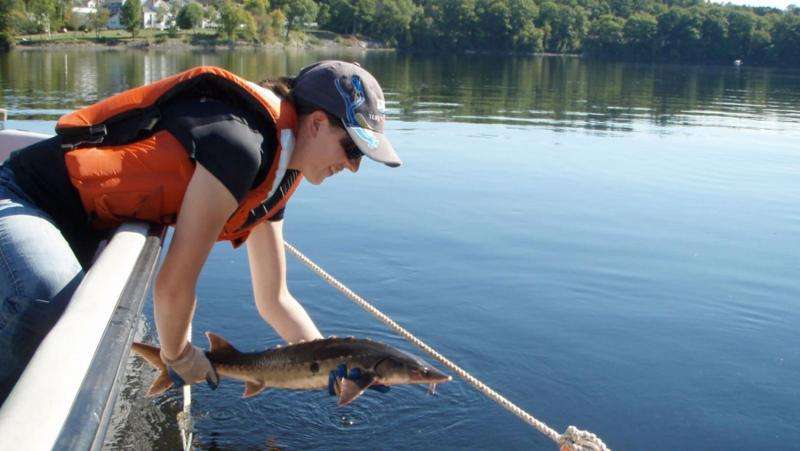 After more than a century, endangered shortnose sturgeon find historic habitat post dam removal