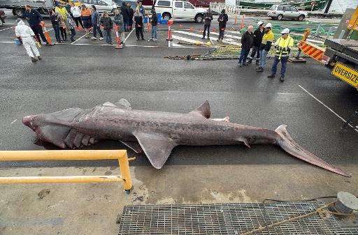 A giant basking shark that was accidentally picked up by a fishing trawler in the Bass Strait off the Australian mainland's most