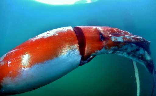 A giant squid, four metres in length, was discovered by fishermen on December 24, 2015 at a port in the city of Toyama on Japan'