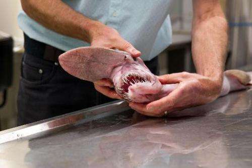 A goblin shark with a long flattened snout covered with pores is shown at the Australian Museum, on March 3, 2015