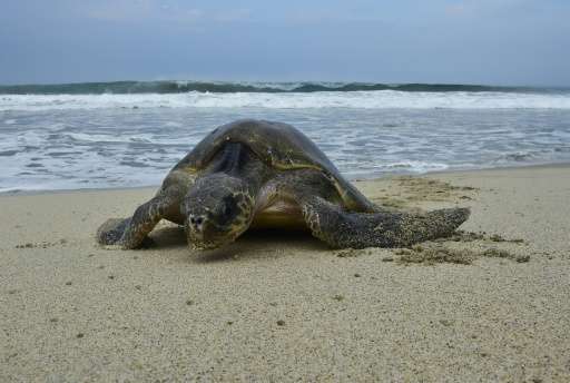 A Golfina sea turtle arrives to lay eggs at Morro Ayuta Beach, state of Oaxaca, Mexico on September 10, 2015