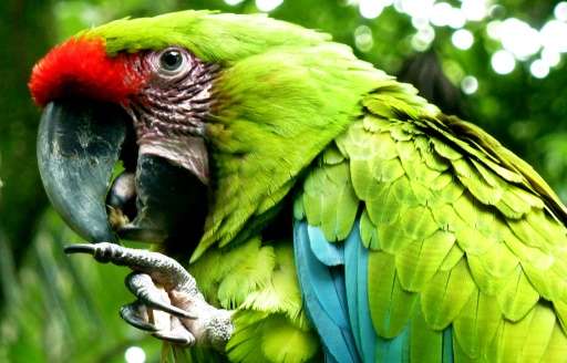 A great green macaw (Ara Ambigua) perches on a branch on June 3, 2010 at Zoo Ave, in Costa Rica