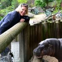 A helping hand for pygmy hippos