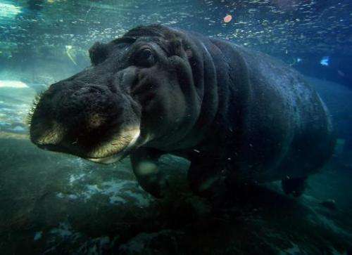 A hippopotamus swims in its enclosure at the San Diego Zoo, in California, on January 13, 2015