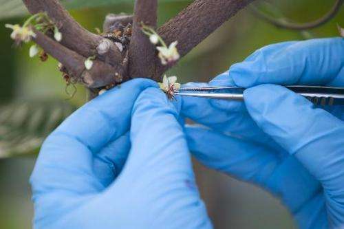 A horticultural technician pollinates buds from flowers on a cocoa plant at the International Cocoa Quarantine Centre in Reading