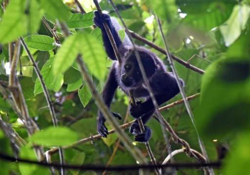 A howler monkey (Alouatta seniculus) is seen on Barro Colorodo island in the Panama Canal on November 23, 2015