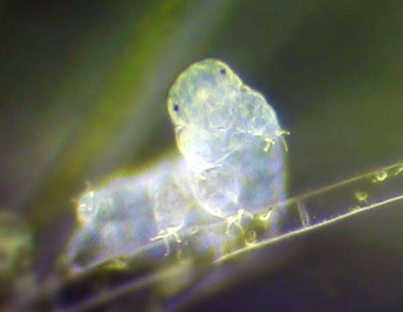 A huge chunk of a tardigrade's genome comes from foreign DNA