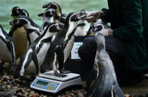 A humboldt penguin is weighed at London Zoo on August 26, 2015 during the zoo's annual weigh-in