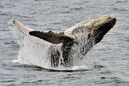 A humpback whale, seen off the coast of Ecuador, near Puerto Lopez, Manabi province