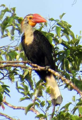 A juvenile, female writhed hornbill, found only in Bislig in the southern Philippines, seen as it perches at the top of a tropic