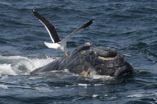 A kelp gull is seen on the back of a Franca Austral whale calf (Southern Right Whale) in the New Golf near Puerto Piramides, Pat