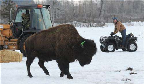 Alaska prepares for wood bison return after a century