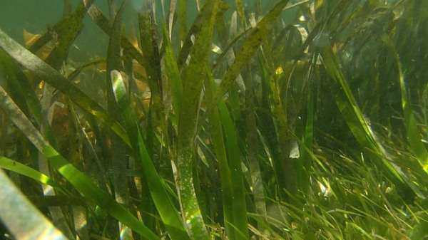 Albany seagrass points to historical pollution