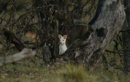 Albino wallaroos are rare in the wild, while zoos have in the past bred them as attractions