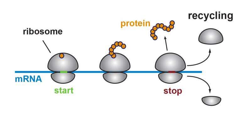 Alert to biologists: Ribosomes can translate the 'untranslated region' of messenger RNA