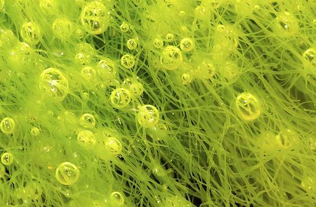 Algae could be a new green power source