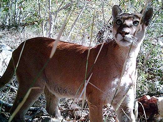 A lion tale: Humans cause most mountain lion deaths in Southern California
