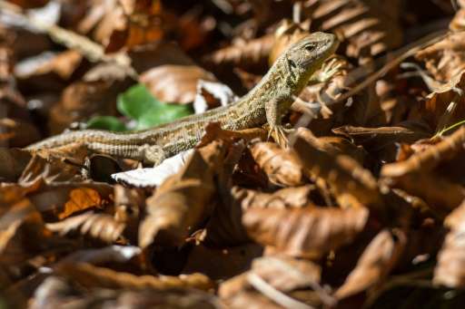 A lizard is pictured on October 21, 2015 in Lenggries, Germany