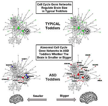 Altered cell cycle gene activity underlies brain overgrowth in autistic toddlers