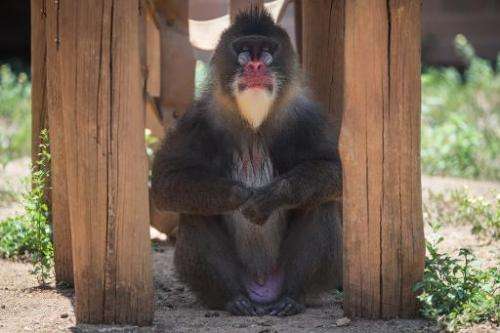 A mandrill takes a rest in the shade during a hot summer day at the Zoo in Rio de Janeiro, Brazil, on January 13, 2015