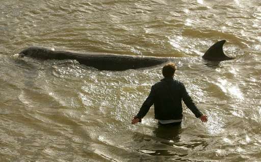 A man ushers a northern bottlenose whale away from the banks of the River Thames in London on January 20, 2006