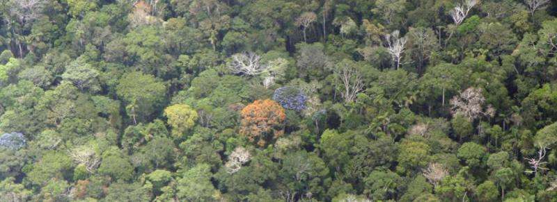 Amazon rainforests could transition to savannah-like states in response to climate change, new study predicts
