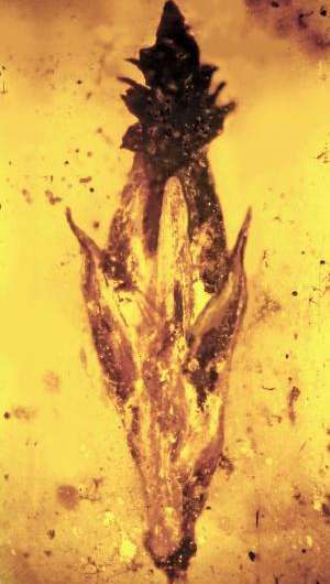 Amber fossil links earliest grasses, dinosaurs and fungus used to produce LSD