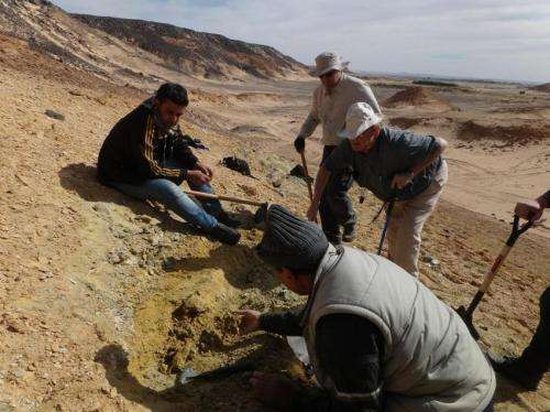 Amid chaos of Libya, newly unearthed fossils give clues to our own evolution