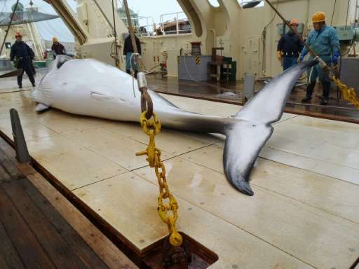 A minke whale is seen on the deck of a Japanese research whaling ship in the Antarctic Ocean